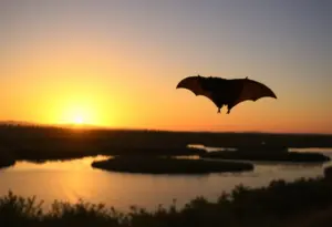 Silhouette of a hoary bat flying over Agua Hedionda Lagoon