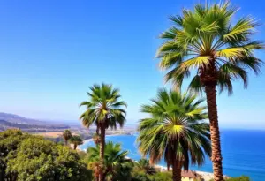 Sunny day in San Diego County with palm trees and clear skies